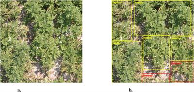 Explainable light-weight deep learning pipeline for improved drought stress identification